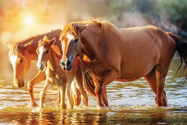 Susan Richey: Horse Family Walking In Lake At Sunrise by Susan Richey