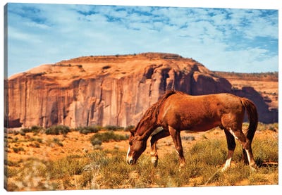 Horse In Utah Desert Canvas Art Print - Susan Richey