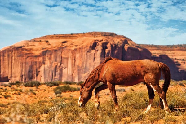 Susan Richey: Horse In Utah Desert by Susan Richey