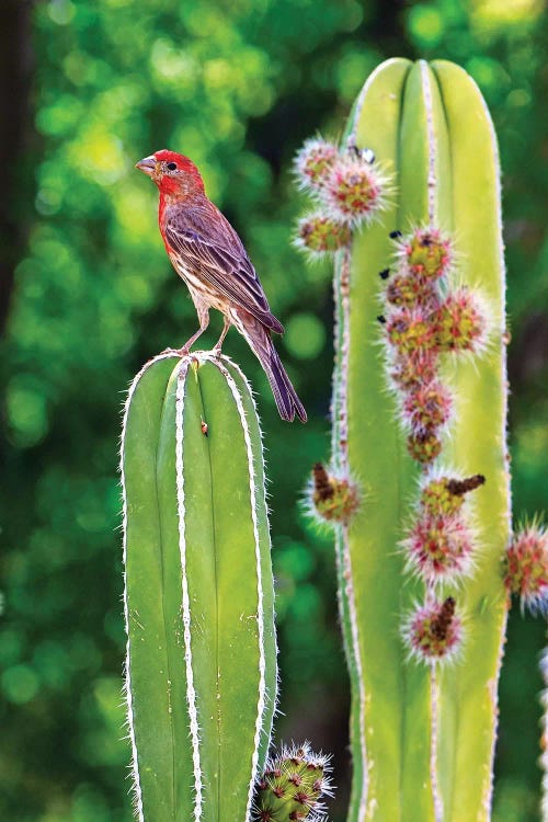 House Finch On Blooming Cactus