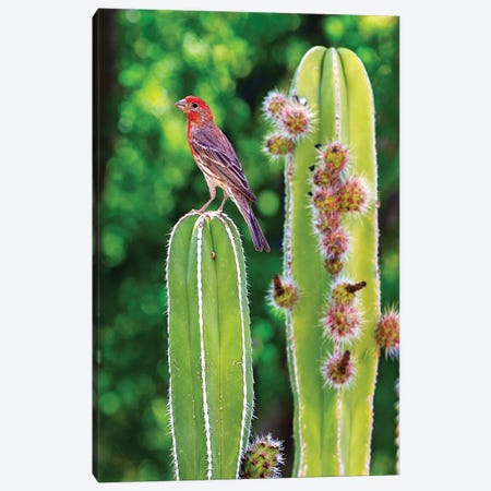 House Finch On Blooming Cactus Canvas Print #SMZ85} by Susan Richey Art Print