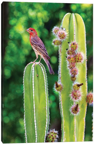 House Finch On Blooming Cactus Canvas Art Print - Finch Art
