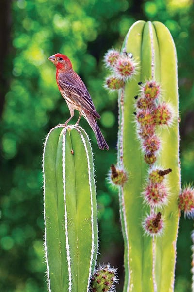 Susan Richey: House Finch On Blooming Cactus by Susan Richey