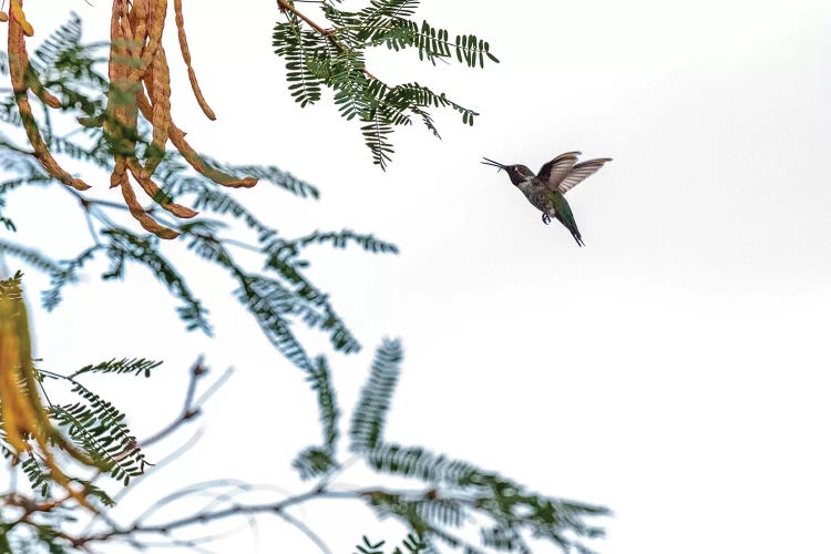 Hummingbird In Flight Isolated On White Sky