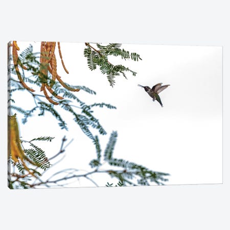 Hummingbird In Flight Isolated On White Sky Canvas Print #SMZ86} by Susan Richey Canvas Art Print