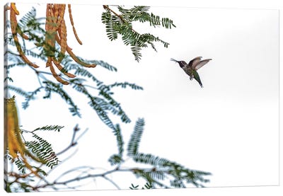 Hummingbird In Flight Isolated On White Sky Canvas Art Print - Susan Richey