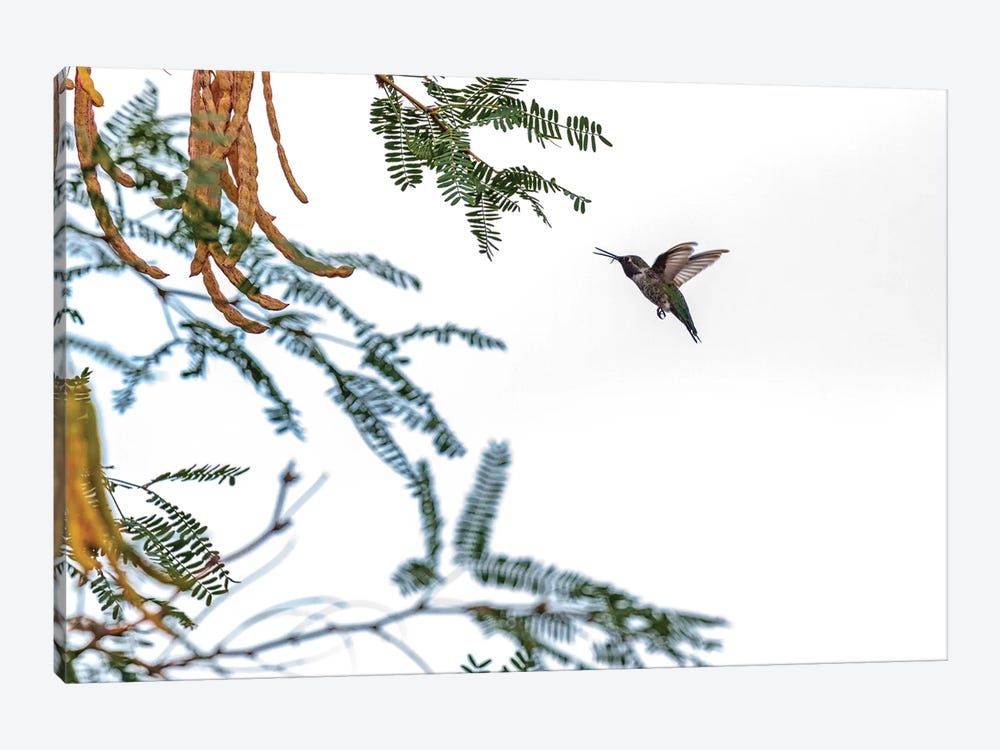 Hummingbird In Flight Isolated On White Sky by Susan Richey 1-piece Canvas Art