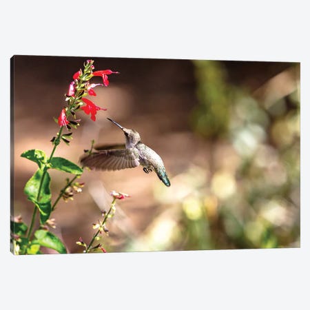 Hummingbird In-Flight With Red Wildflower Canvas Print #SMZ87} by Susan Richey Canvas Art Print