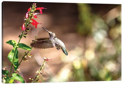 Hummingbird In-Flight With Red Wildflower Canvas Art Print - Susan Richey