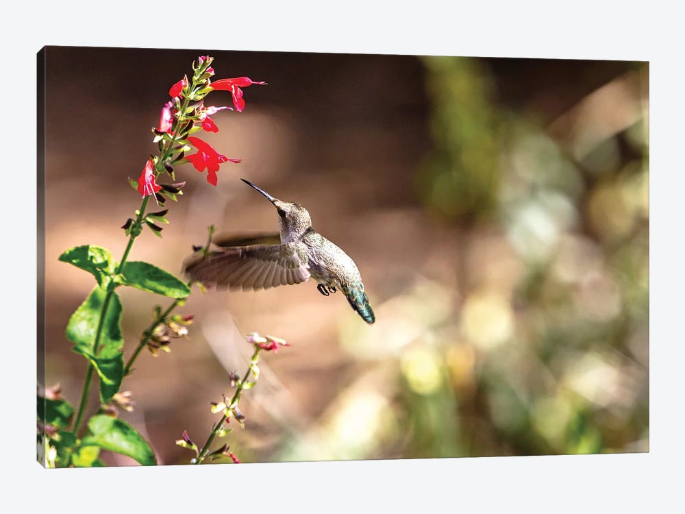 Hummingbird In-Flight With Red Wildflower by Susan Richey 1-piece Art Print
