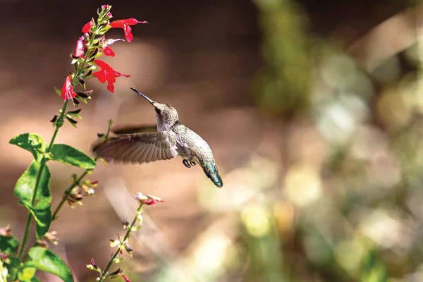 Susan Richey: Hummingbird In-Flight With Red Wildflower by Susan Richey