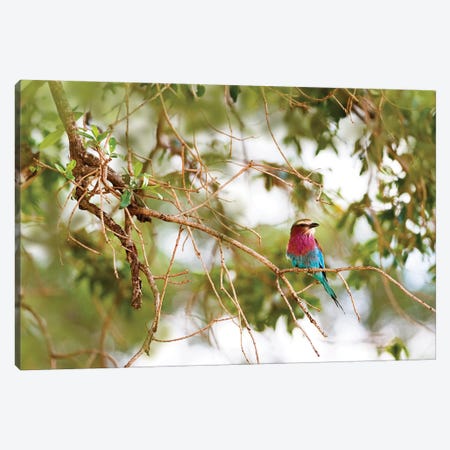 Lilc Breasted Roller Bird In Tree Canvas Print #SMZ89} by Susan Richey Canvas Art