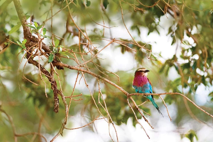 Lilc Breasted Roller Bird In Tree