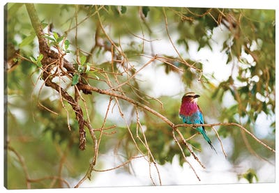 Lilc Breasted Roller Bird In Tree Canvas Art Print - Susan Richey