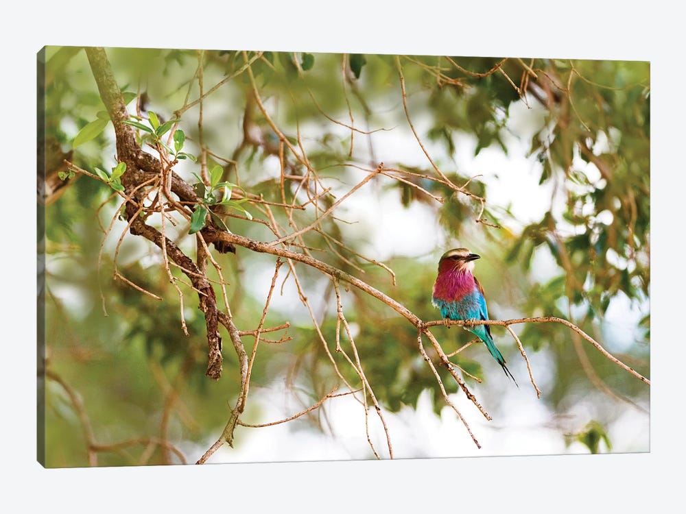 Lilc Breasted Roller Bird In Tree by Susan Richey 1-piece Canvas Art Print