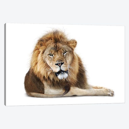 African Male Lion Lying Down Isolated Canvas Print #SMZ8} by Susan Schmitz Canvas Artwork