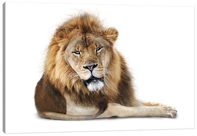 African Male Lion Lying Down Isolated Canvas Art Print - Natural Wonders