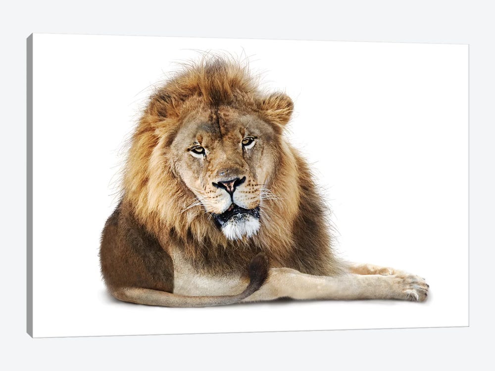 African Male Lion Lying Down Isolated by Susan Richey 1-piece Canvas Artwork