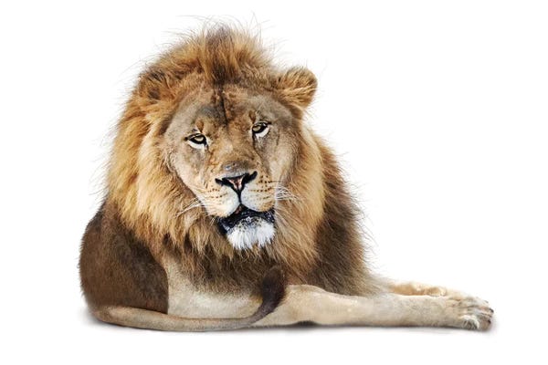 Famous Palaces & Residences: African Male Lion Lying Down Isolated by Susan Richey