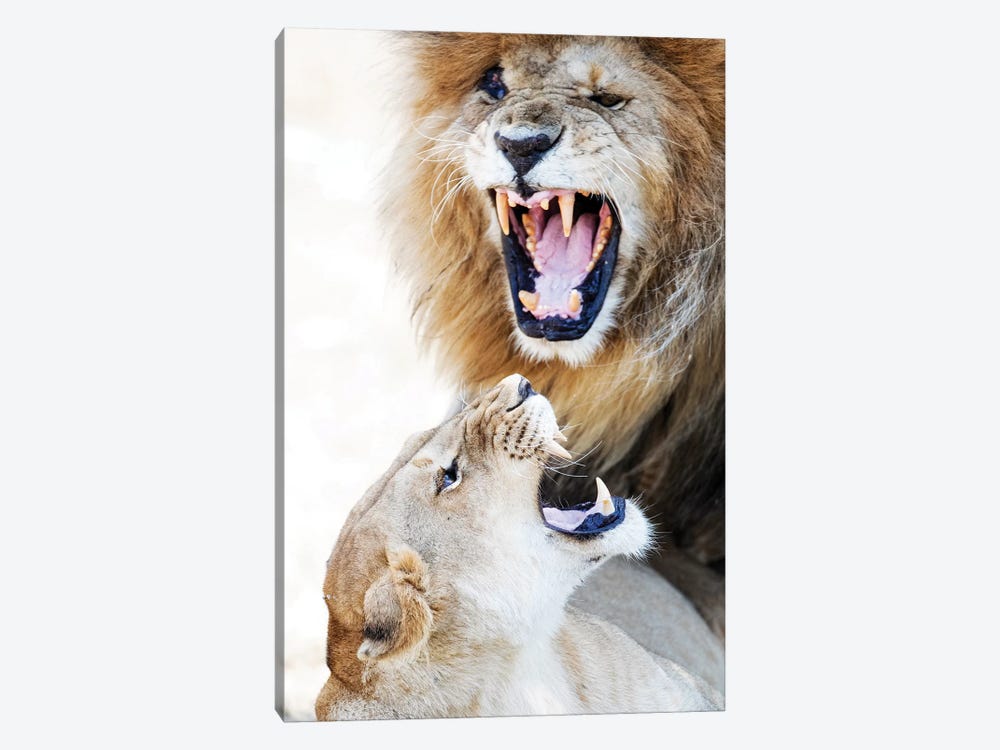 Lion And Lioness Snarling At Each Other by Susan Richey 1-piece Art Print