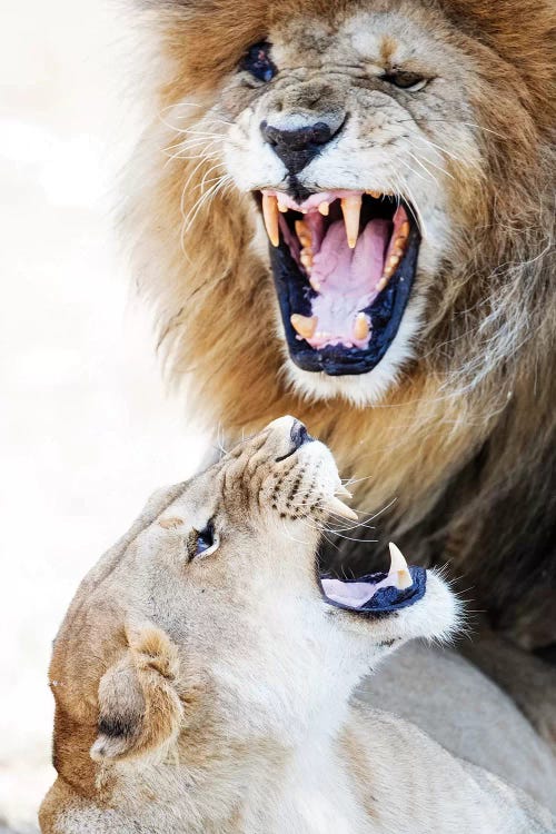 Lion And Lioness Snarling At Each Other