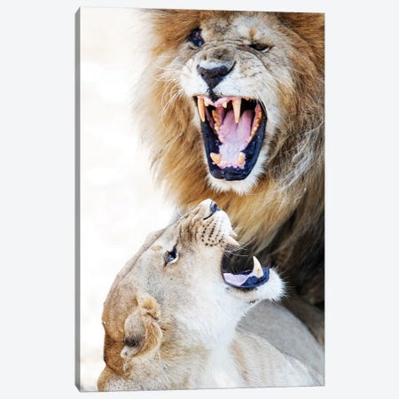 Lion And Lioness Snarling At Each Other Canvas Print #SMZ90} by Susan Richey Canvas Art Print