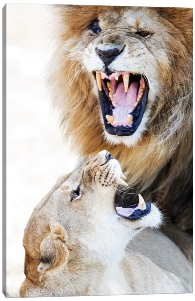 Lion And Lioness Snarling At Each Other Canvas Art Print - Susan Richey