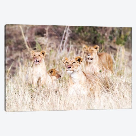 Lion Pride Lying In Tall Grass Canvas Print #SMZ91} by Susan Richey Canvas Print