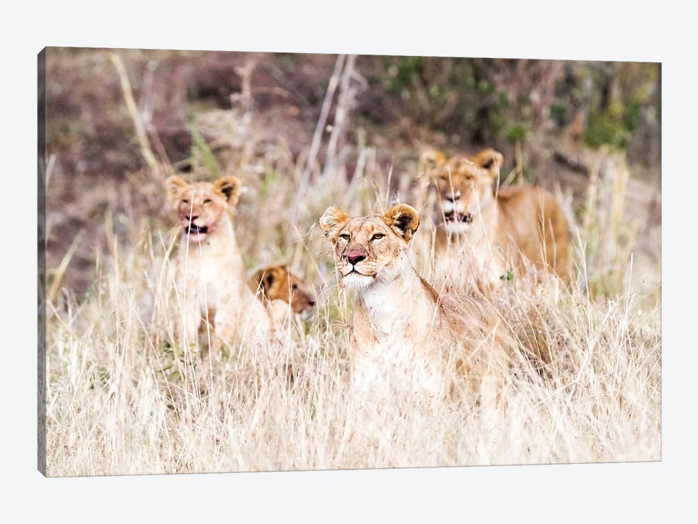 Lion Pride Lying In Tall Grass by Susan Richey 1-piece Canvas Art