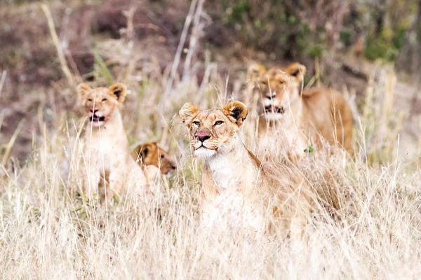 Susan Richey: Lion Pride Lying In Tall Grass by Susan Richey