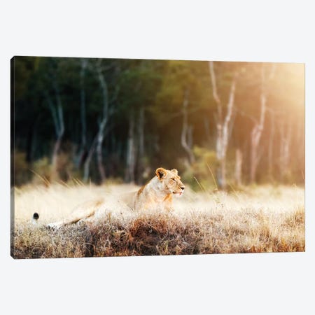 Lioness In Morning Sunlight After Breakfast~3 Canvas Print #SMZ92} by Susan Richey Art Print