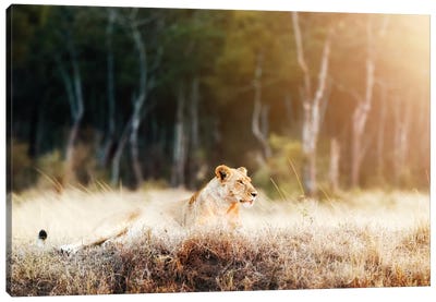 Lioness In Morning Sunlight After Breakfast~3 Canvas Art Print - Susan Richey