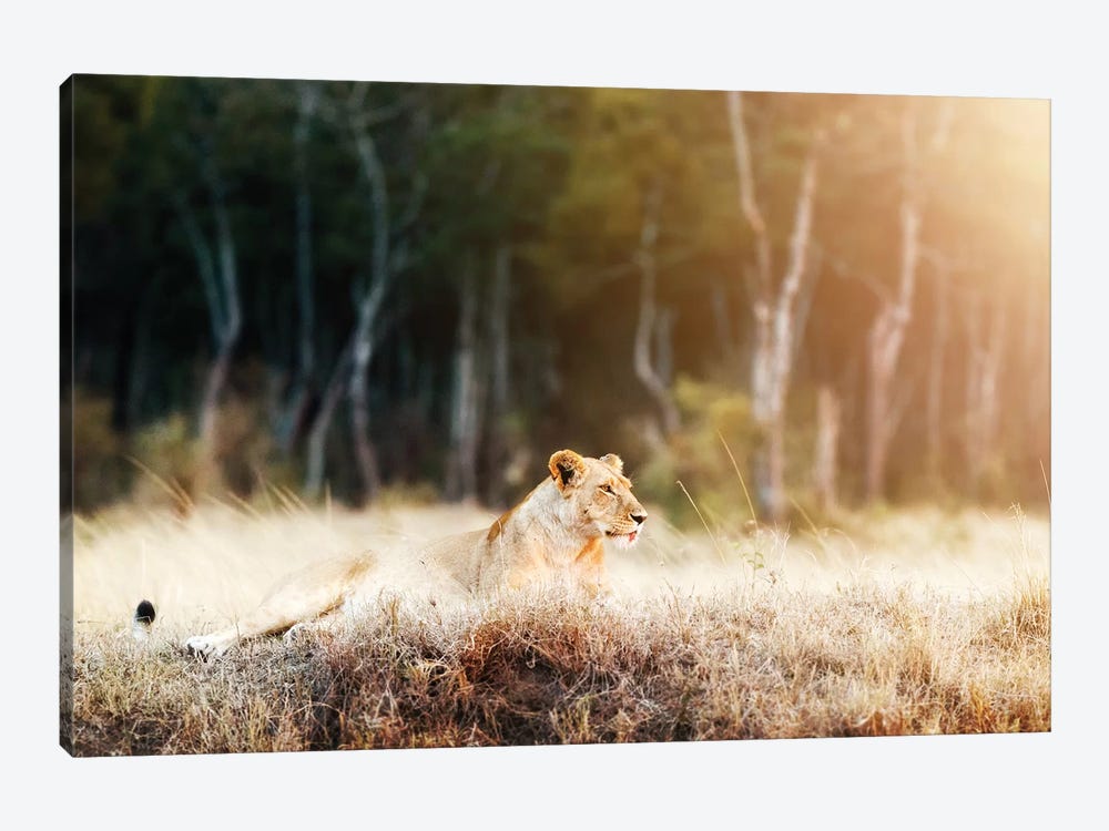 Lioness In Morning Sunlight After Breakfast~3 by Susan Richey 1-piece Canvas Art Print