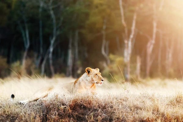 Susan Richey: Lioness In Morning Sunlight After Breakfast~3 by Susan Richey