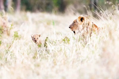 Lioness With Baby Cub In Grasslands by Susan Richey canvas print