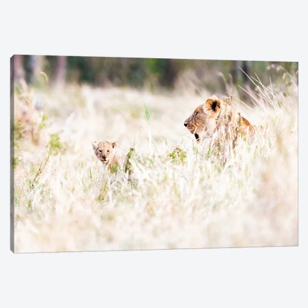 Lioness With Baby Cub In Grasslands Canvas Print #SMZ93} by Susan Schmitz Canvas Print