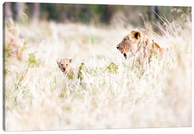 Lioness With Baby Cub In Grasslands Canvas Art Print - Susan Richey
