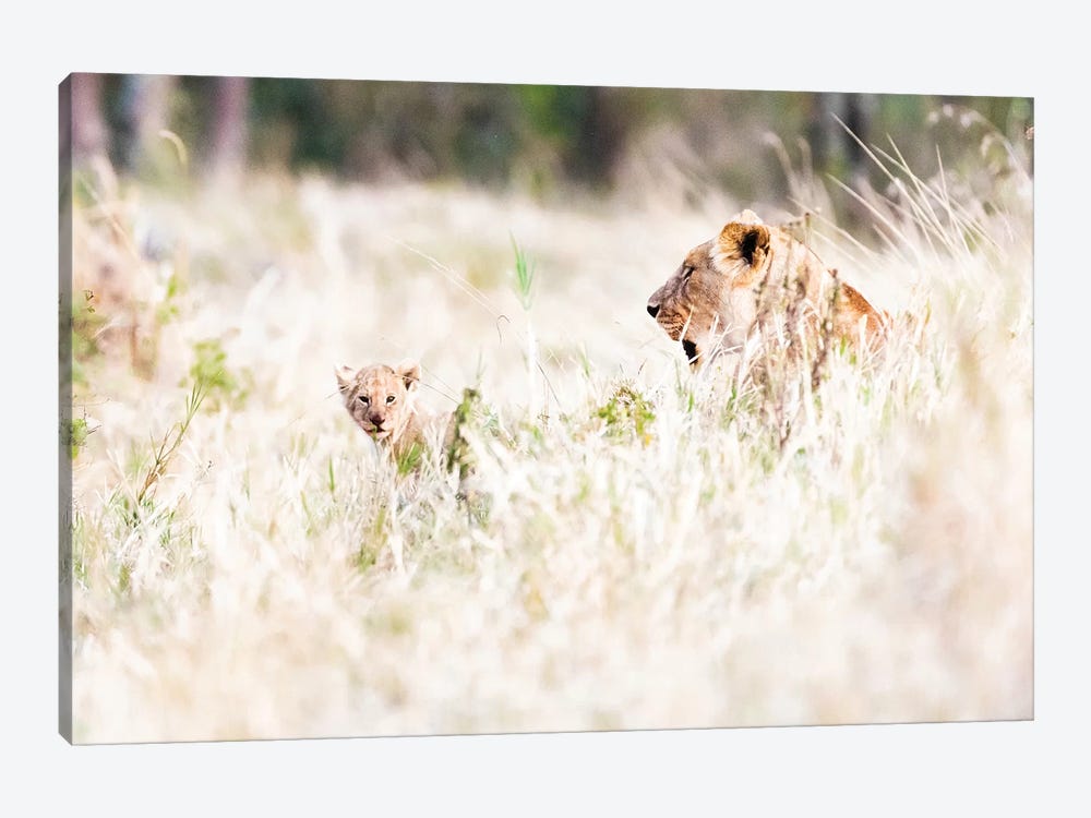 Lioness With Baby Cub In Grasslands by Susan Richey 1-piece Canvas Artwork