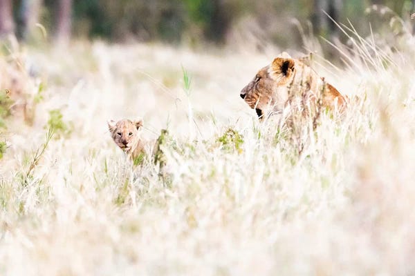 Susan Richey: Lioness With Baby Cub In Grasslands by Susan Richey
