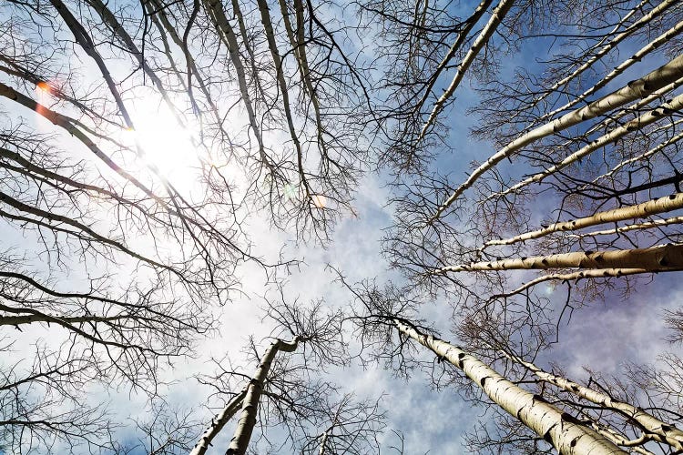 Looking Up On Tall Birch Trees