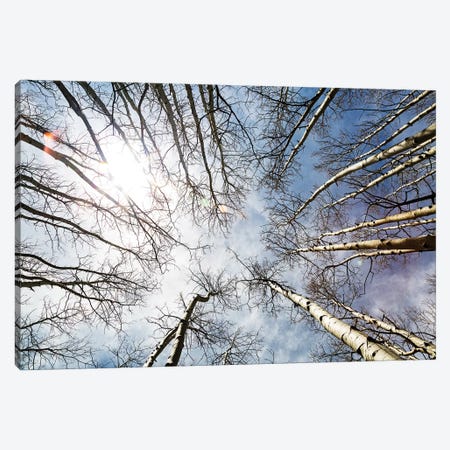 Looking Up On Tall Birch Trees Canvas Print #SMZ95} by Susan Richey Canvas Art