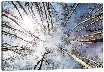 Looking Up On Tall Birch Trees Canvas Art Print - Susan Richey