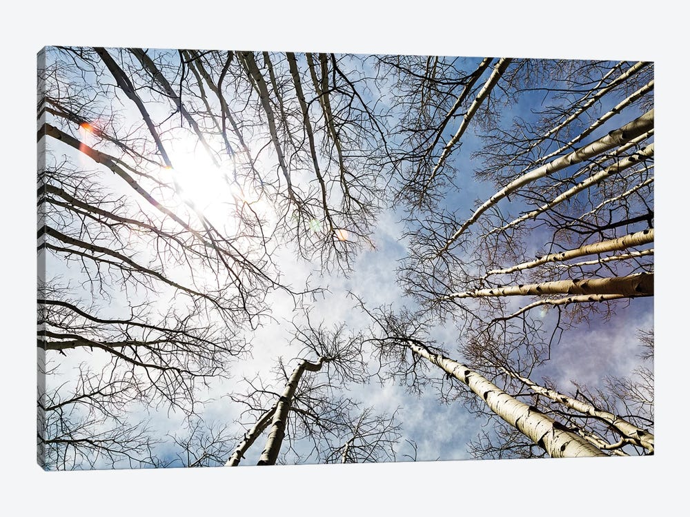 Looking Up On Tall Birch Trees by Susan Richey 1-piece Canvas Artwork