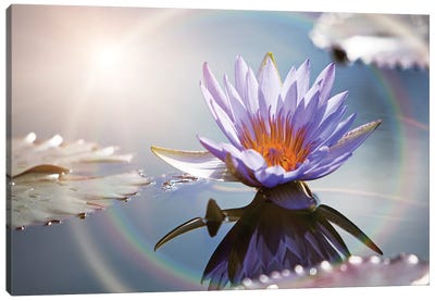 Lotus Flower With Sun Flare Canvas Art Print - Lotus Art