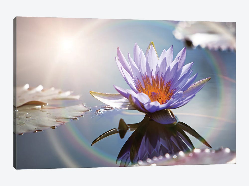Lotus Flower With Sun Flare by Susan Richey 1-piece Canvas Art Print