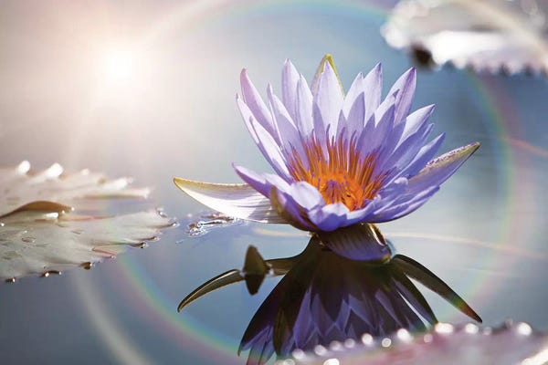 Susan Richey: Lotus Flower With Sun Flare by Susan Richey