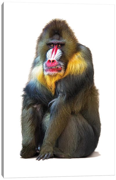 Mandrill Baboon Isolated On White Canvas Art Print - Monkey Art