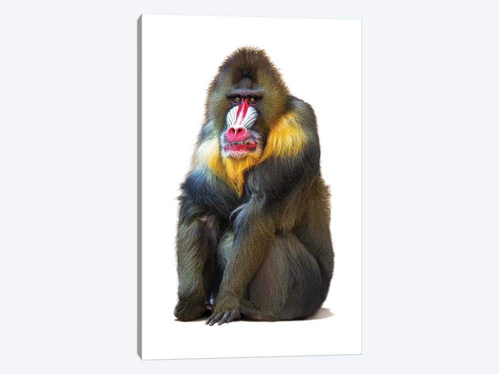 Mandrill Baboon Isolated On White by Susan Richey 1-piece Art Print