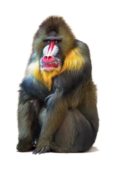 Monkeys: Mandrill Baboon Isolated On White by Susan Richey