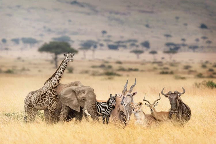 African Safari Animals In Dreamy Ke - Canvas Art Print | Susan Schmitz